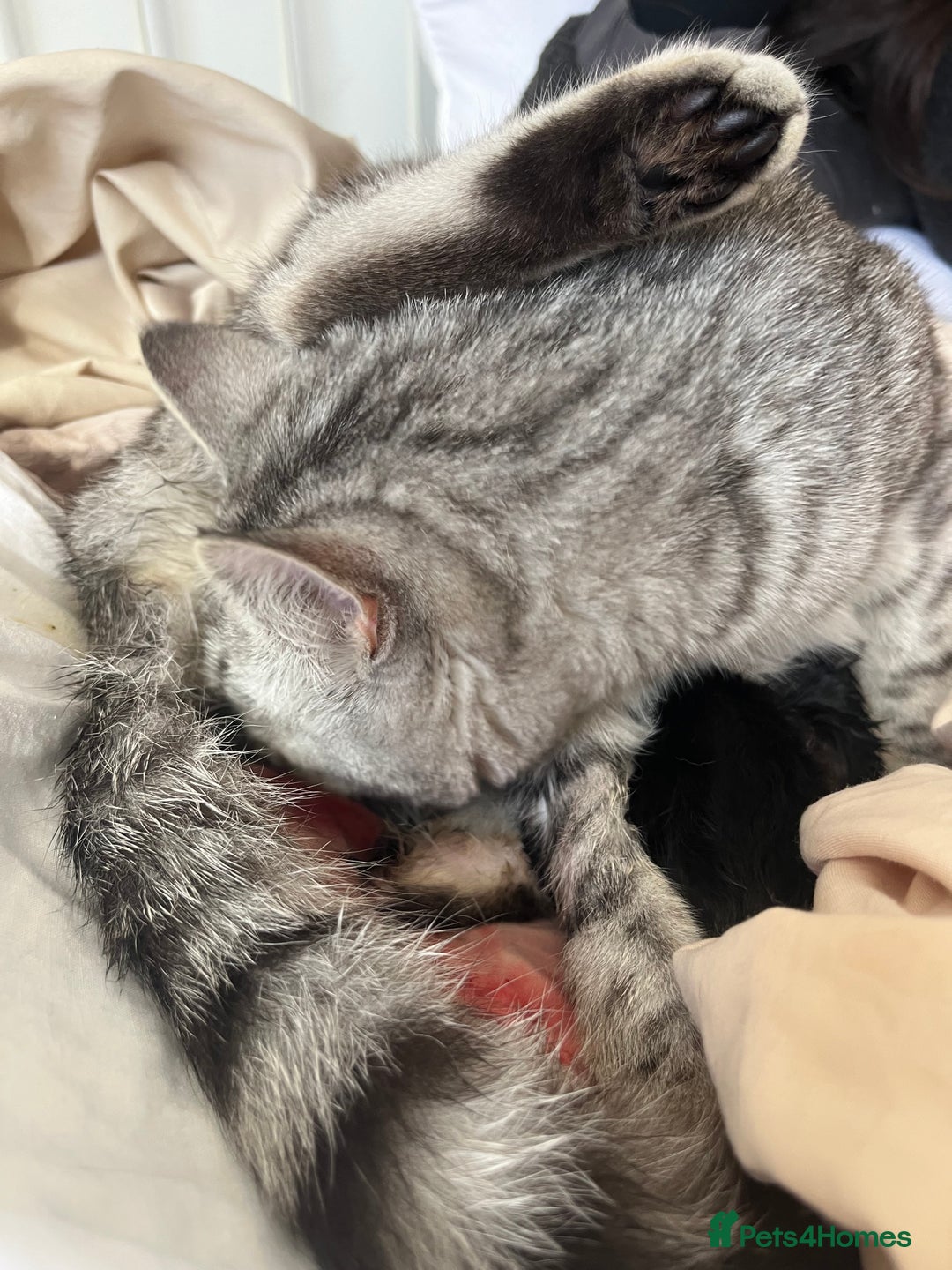 Persian cats for sale: persian x bengal - Image 12