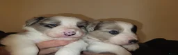Border Collie dogs for sale: 🐾❤️ Beautiful KC Reg family Collie Puppies  in Shrewsbury - Advert 18