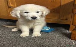 Golden Retriever dogs for sale: Beautiful golden retriever girl  - Image 2