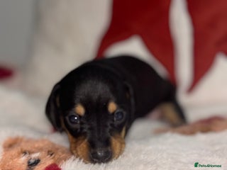 Dachshund dogs dachshund puppies last little girl REDUCED 💕 - Advert 1