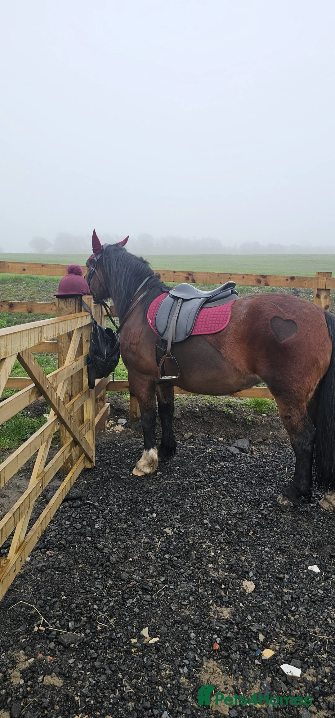 Welsh Section C horses for sale: Welsh Pony for Childrens - Advert 19