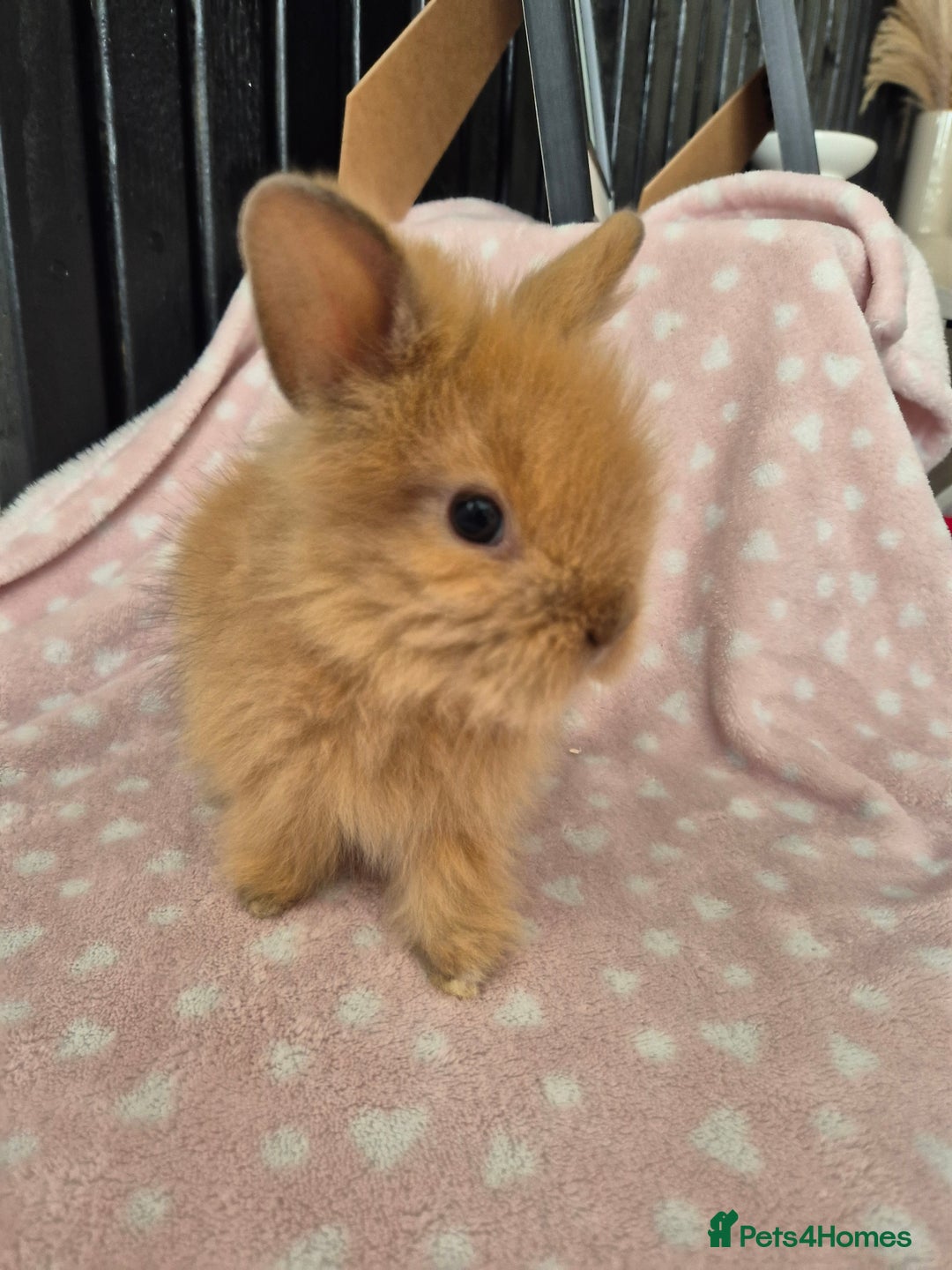 Mini Lion Lop rabbits for sale: 8 Beautiful Lion Lop Bunnies available to reserve. - Image 2