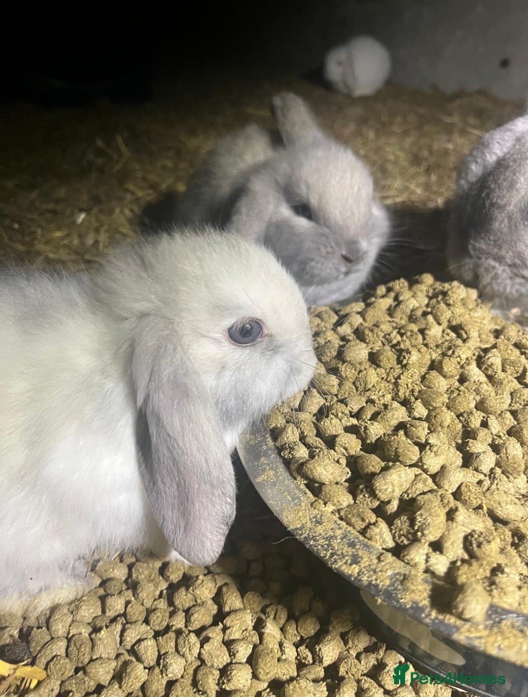 Mini Lop rabbits for sale: beautiful baby mini lops - mixed sex litter - Advert 4