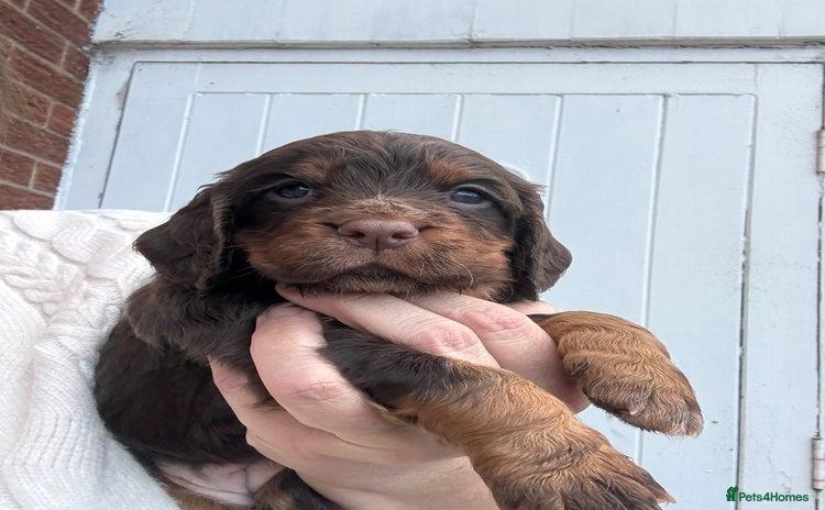 Cocker Spaniel dogs - Advert 15