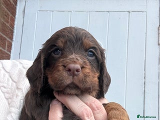 Cocker Spaniel dogs - Advert 13