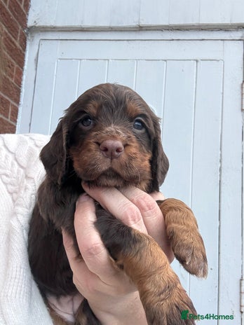 Cocker Spaniel dogs - Advert 12