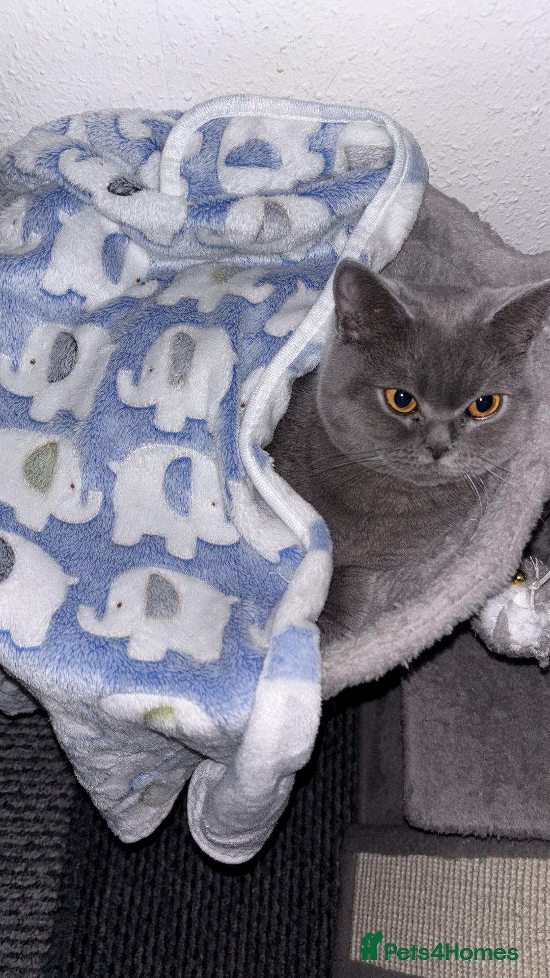 British Shorthair cats for sale: Grey British shorthair  - Image 2