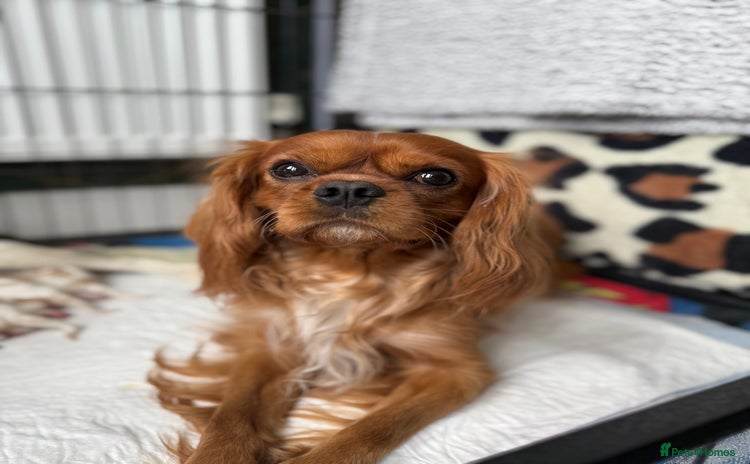 Cavalier King Charles Spaniel dogs - Advert 1