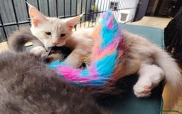 Maine Coon cats for sale: Pure Mainecoon boy Fun, intelligent, home raised. - Image 7