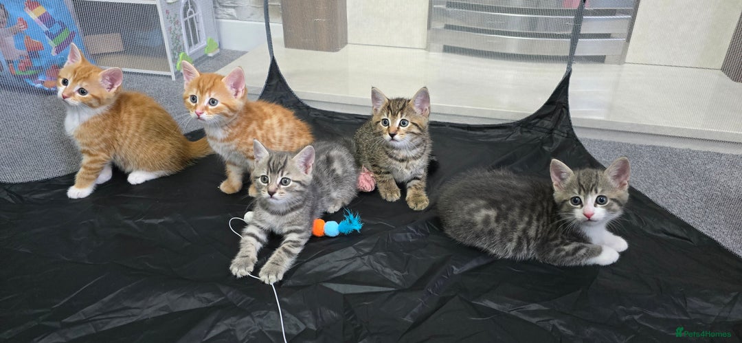 Mixed Breed cats for sale: Adorable Tabby Kittens 🐾 - Image 4