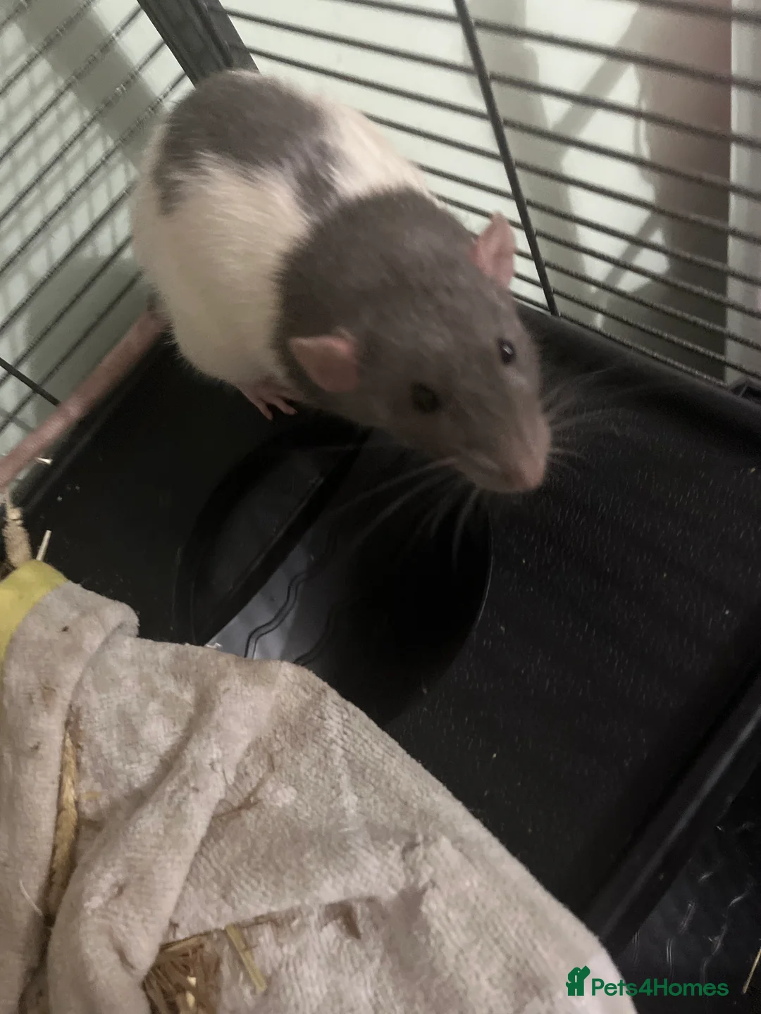 Rat rodents for sale: 2 rats for free rehoming  in Castleford - Advert 4