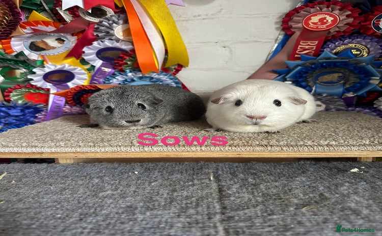 Guinea Pig rodents - Advert 11