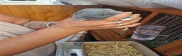 Mini Lop rabbits for sale: Beautiful Mini Lop Does - Advert 5