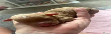 Cockapoo 4