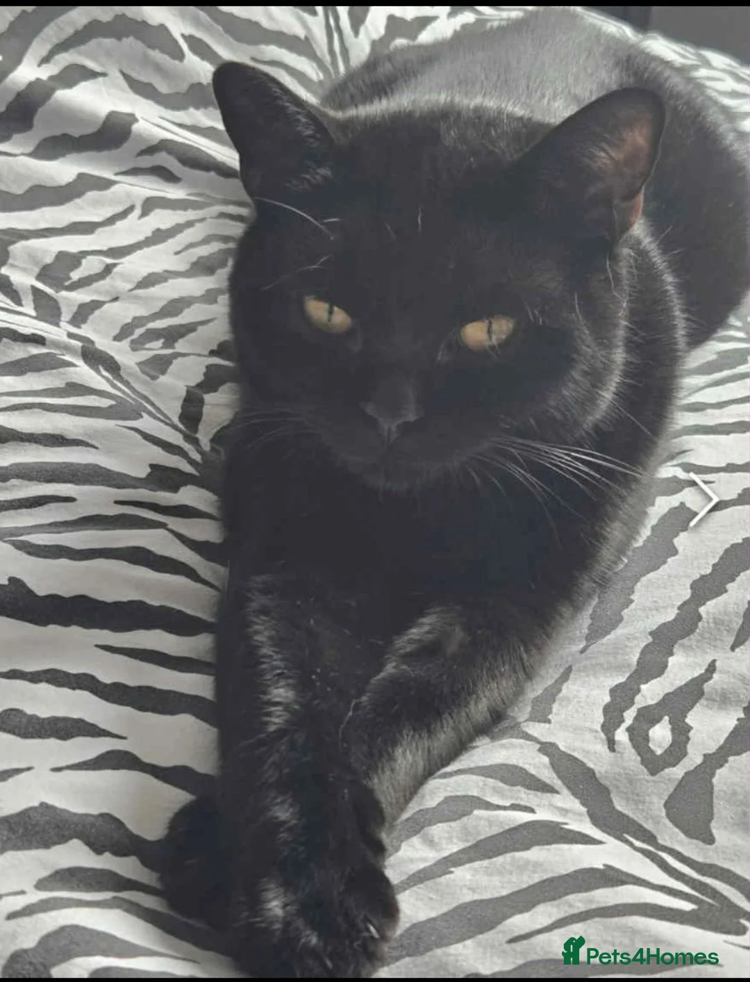 British Shorthair cats for sale: Beautiful pair of British Shorthair boys 🖤🩶 - Advert 2