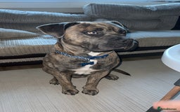 Mixed Breed dogs for sale: Beautiful Bruno - Image 4