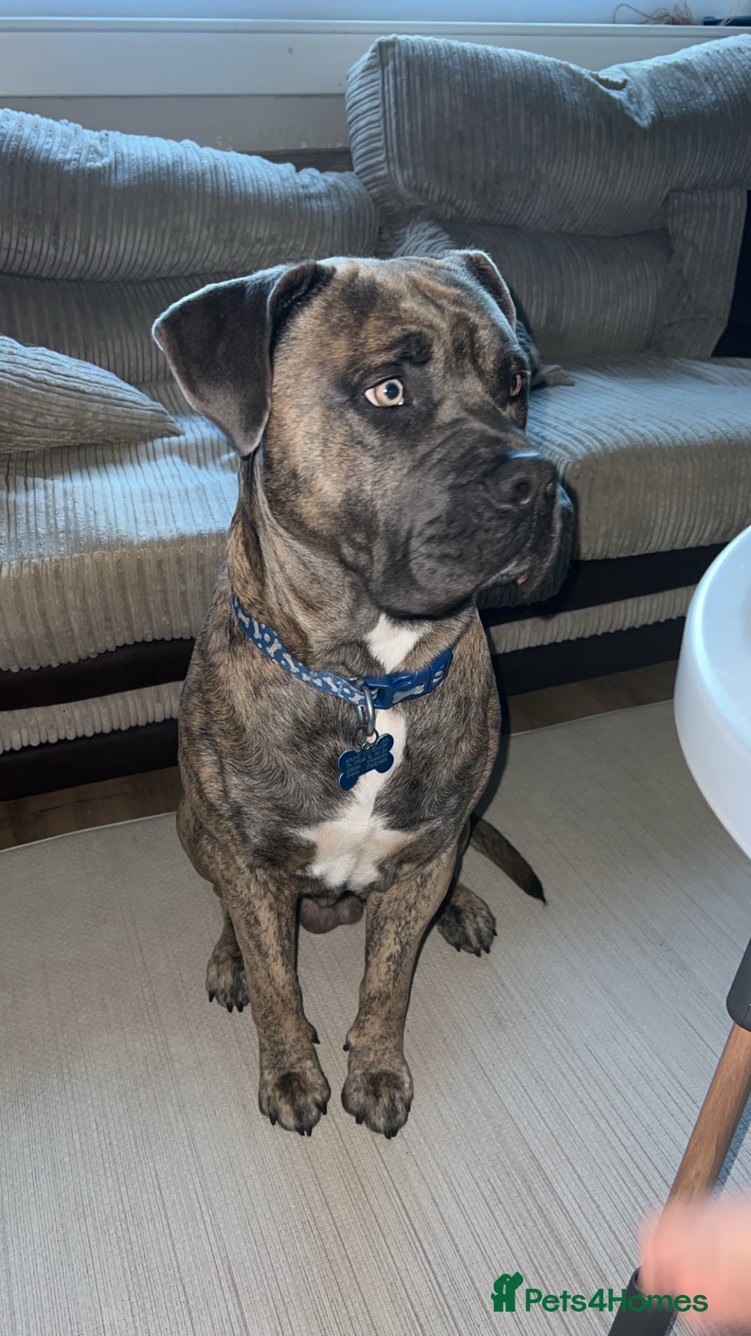 Mixed Breed dogs for sale: Beautiful Bruno - Image 4