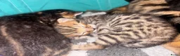 Bengal cats for sale: 3 Beautiful unique Bengal Babies  - Advert 13