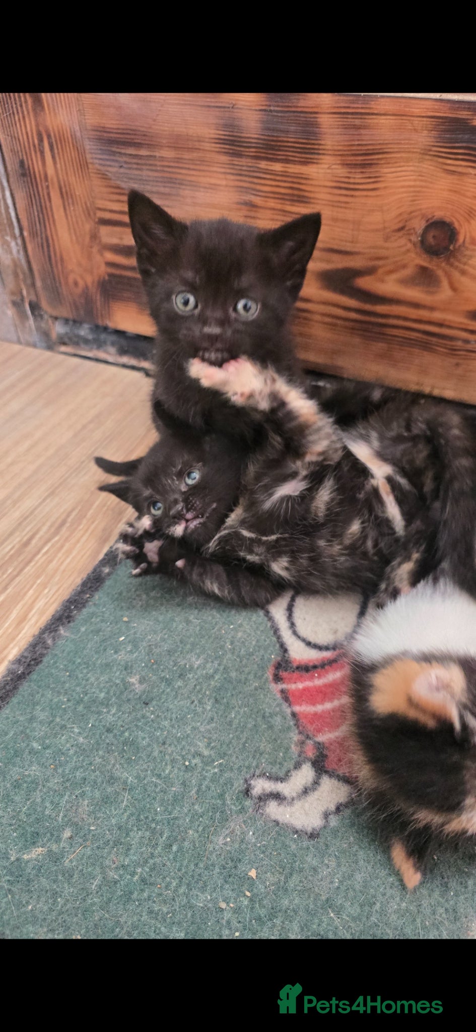Mixed Breed cats for sale: Lovely girl kitten 😸 😍  - Advert 9