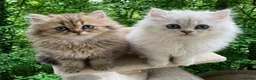 Persian cats for stud: Chinchilla Persian Silver Tip Stud - Advert 8