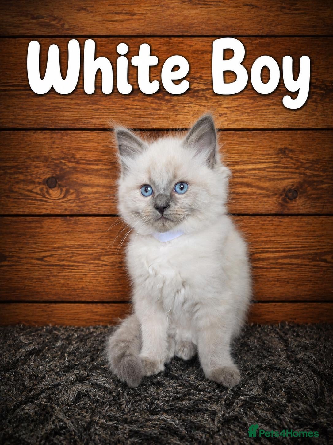 Ragdoll cats Beautiful Ragdoll kittens looking for new homes. - Advert 8