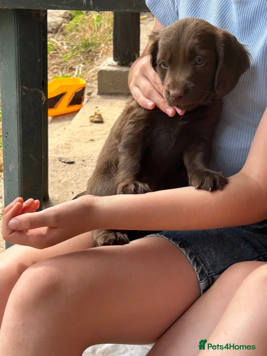 Sprocker dogs for sale: Sprocker Spaniel puppies for sale  in Tenbury Wells - Advert 8