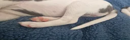Whippet dogs for sale: Heart and DNA tested Blue Parti Whippet Puppies. - Advert 10