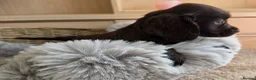 Cocker Spaniel dogs for sale: Working Type Cocker Spaniels - Advert 2