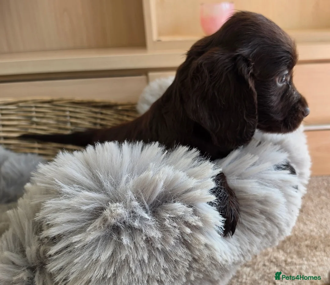 Cocker Spaniel dogs for sale: Working Type Cocker Spaniels - Advert 2