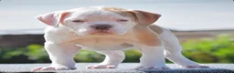 Olde English Bulldogge dogs for sale: 24 YEARS PROS, 5⭐️RATED LICENSED & REGISTERED  in Wisbech - Advert 8