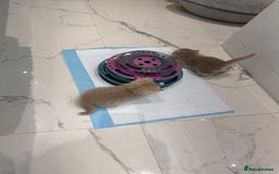 Scottish Fold cats for sale: Pedigree Scottish fold and straight kittens - Image 13