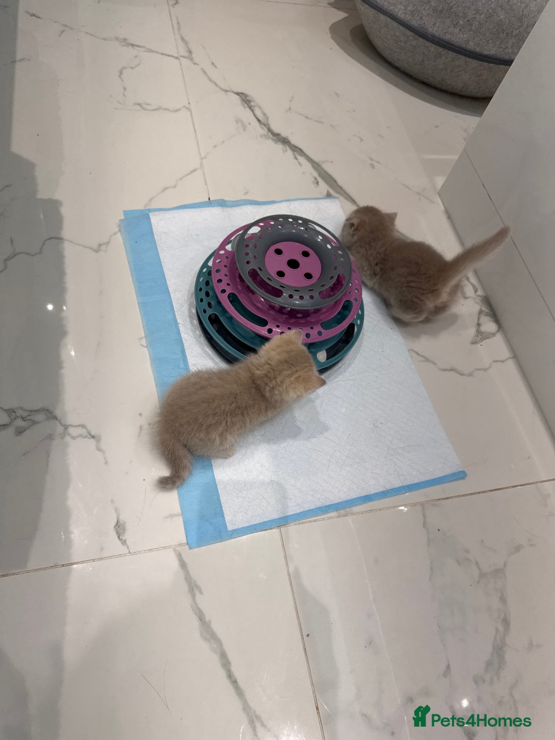 Scottish Fold cats for sale: Pedigree Scottish fold and straight kittens - Image 13