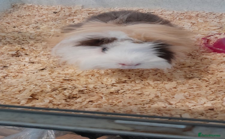 Guinea Pig rodents Guinea pigs - Advert 2