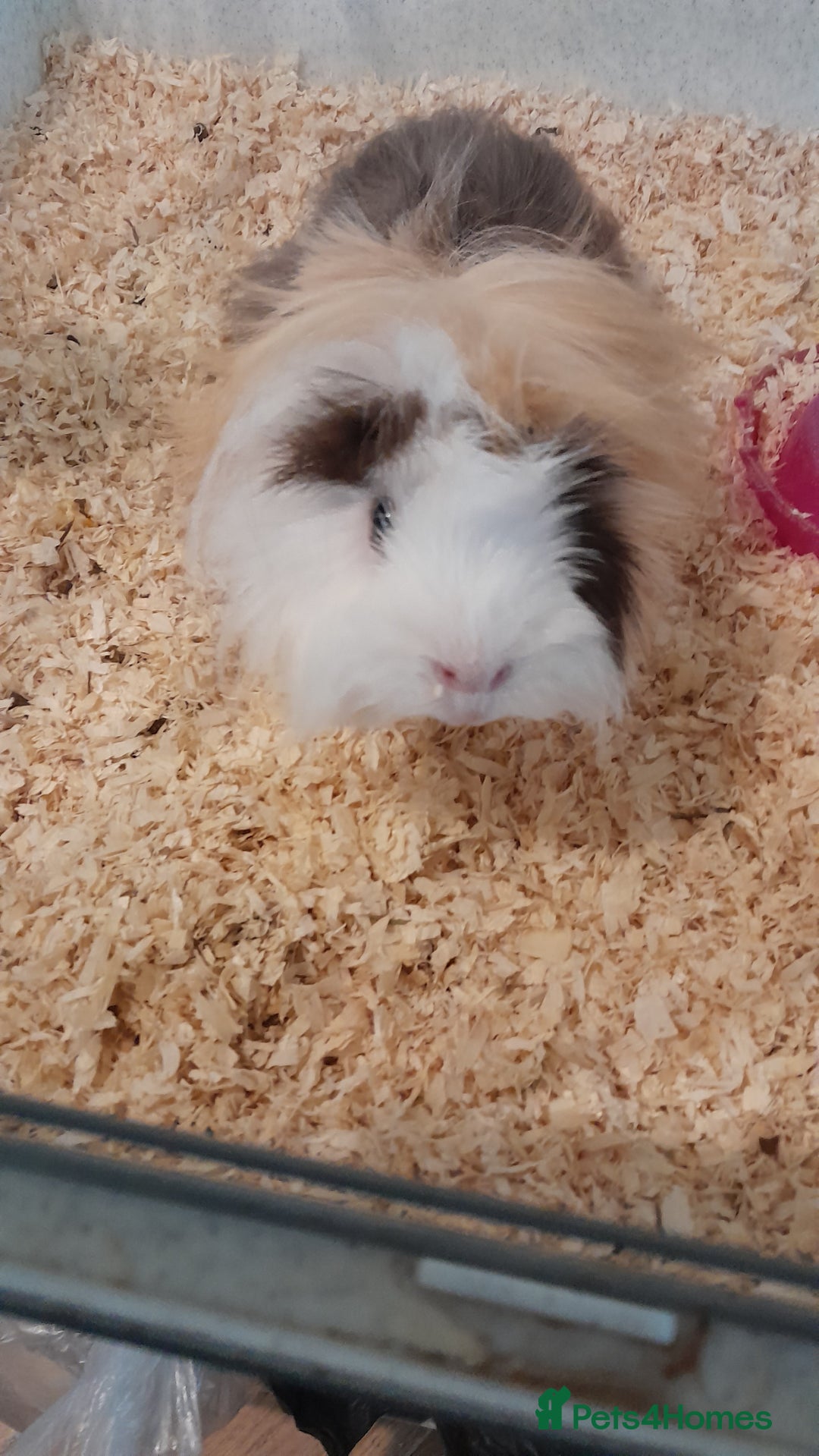 Guinea Pig rodents for sale: Guinea pigs - Advert 1