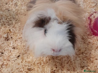 Guinea Pig rodents Guinea pigs - Advert 2