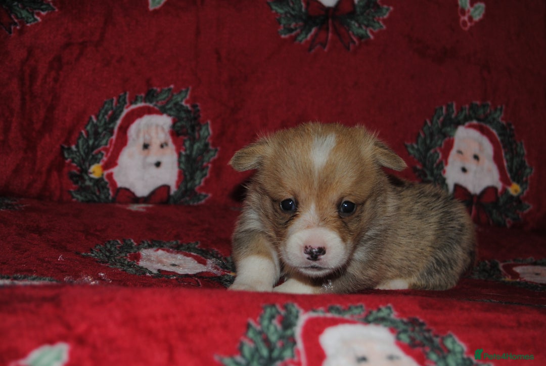 Welsh Corgi Pembroke dogs for sale: Welsh Pembroke Corgi Puppies - Girls Available - Advert 27