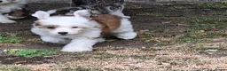 Chinese Crested dogs for sale: Chinese crested powder puffs - Advert 5