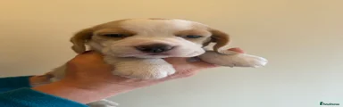 Beagle 7