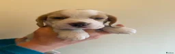 Beagle dogs for sale: BEAUTIFUL RKC PUPPIES FROM RENOWNED TOP BREEDER  - Advert 3