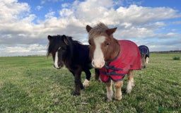 Welsh Section A horses for sale: Tame Gelding etm 11.2hh Kids Lead Rein Riding Pony - Advert 6