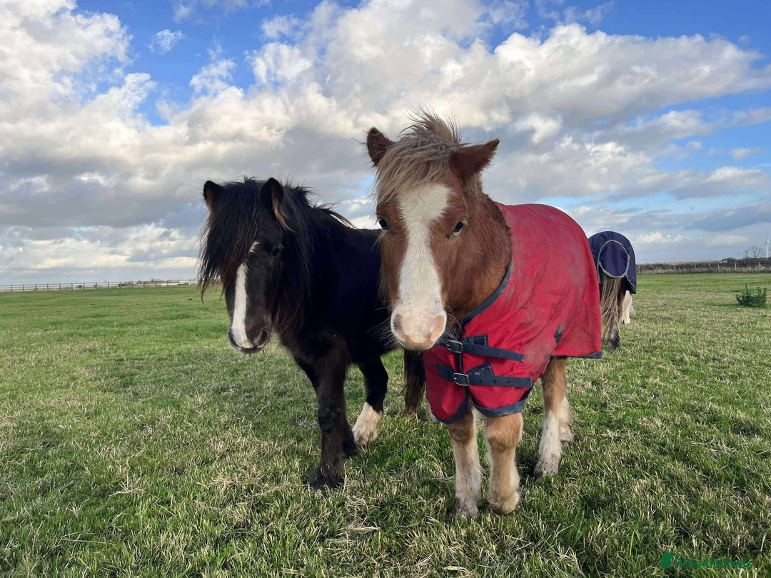 Welsh Section A horses for sale: Tame Gelding etm 11.2hh Kids Lead Rein Riding Pony - Advert 6