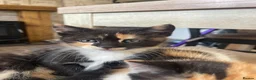 Mixed Breed cats for sale: 4 female kittens. mixed black white and ginger.  - Advert 6