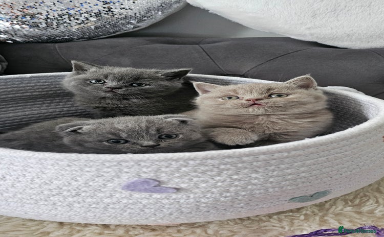 Scottish Fold cats - Advert 4
