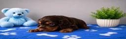 Cocker Spaniel dogs for sale: Cocker Spaniel - Advert 4