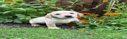 Labrador Retriever dogs for sale: UTTERLY GORGEOUS CHUNKY YELLOW KC REG LAB PUPPY - Advert 10