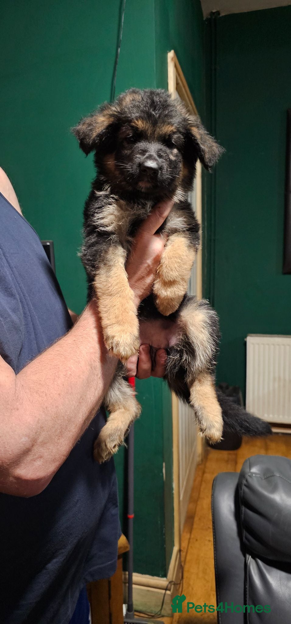 German Shepherd dogs A Healthy Litter Of 7 German Shepherds - Advert 1