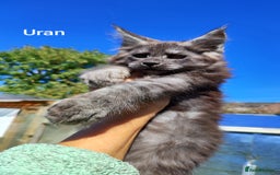 Maine Coon cats for sale: Black smoke XXL kittens  - Image 9