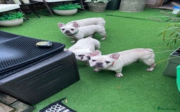French Bulldog dogs for sale: Cream French bull dog  - Image 7