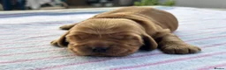 Cocker Spaniel dogs for sale: Beautiful Show Type Kc Reg. in Dymock - Advert 4