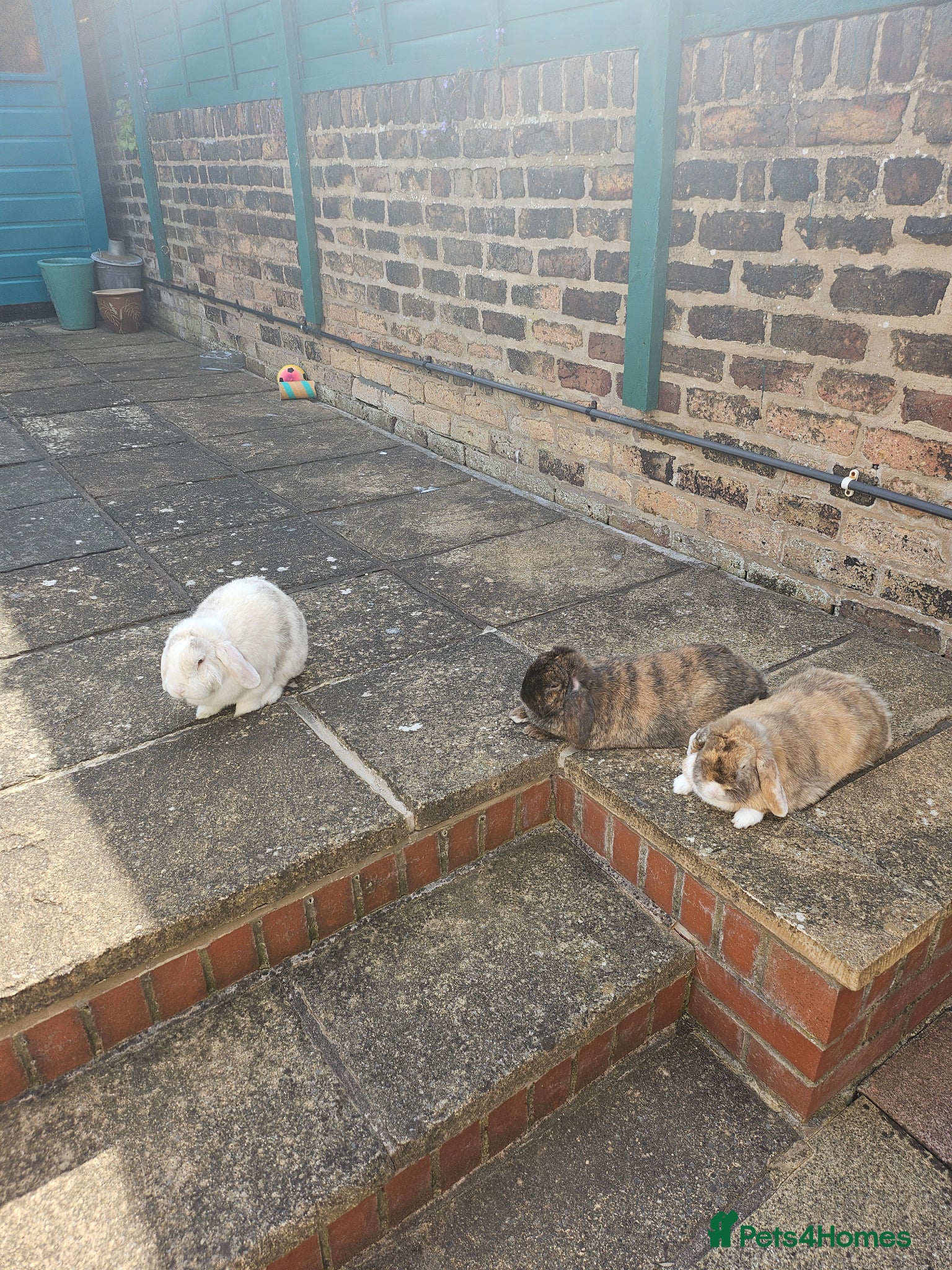 Mini Lop rabbits 2 males 1 female mini lops - Advert 2